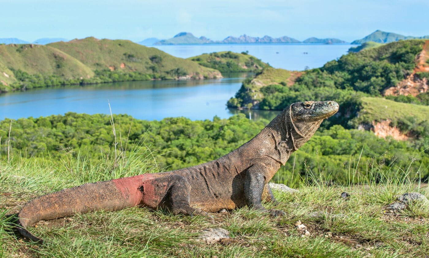 Flores Komodo 32