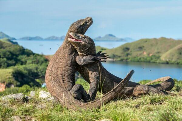 Flores Komodo 33