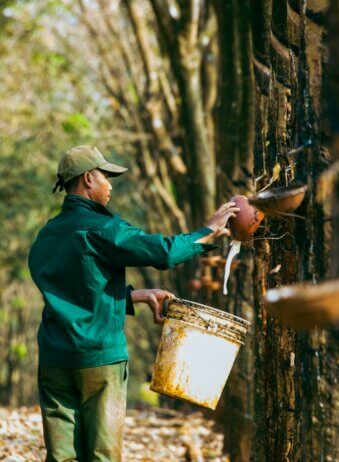 Java Kalibaru Caoutchou Plantation