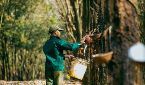 Java Kalibaru Caoutchou Plantation