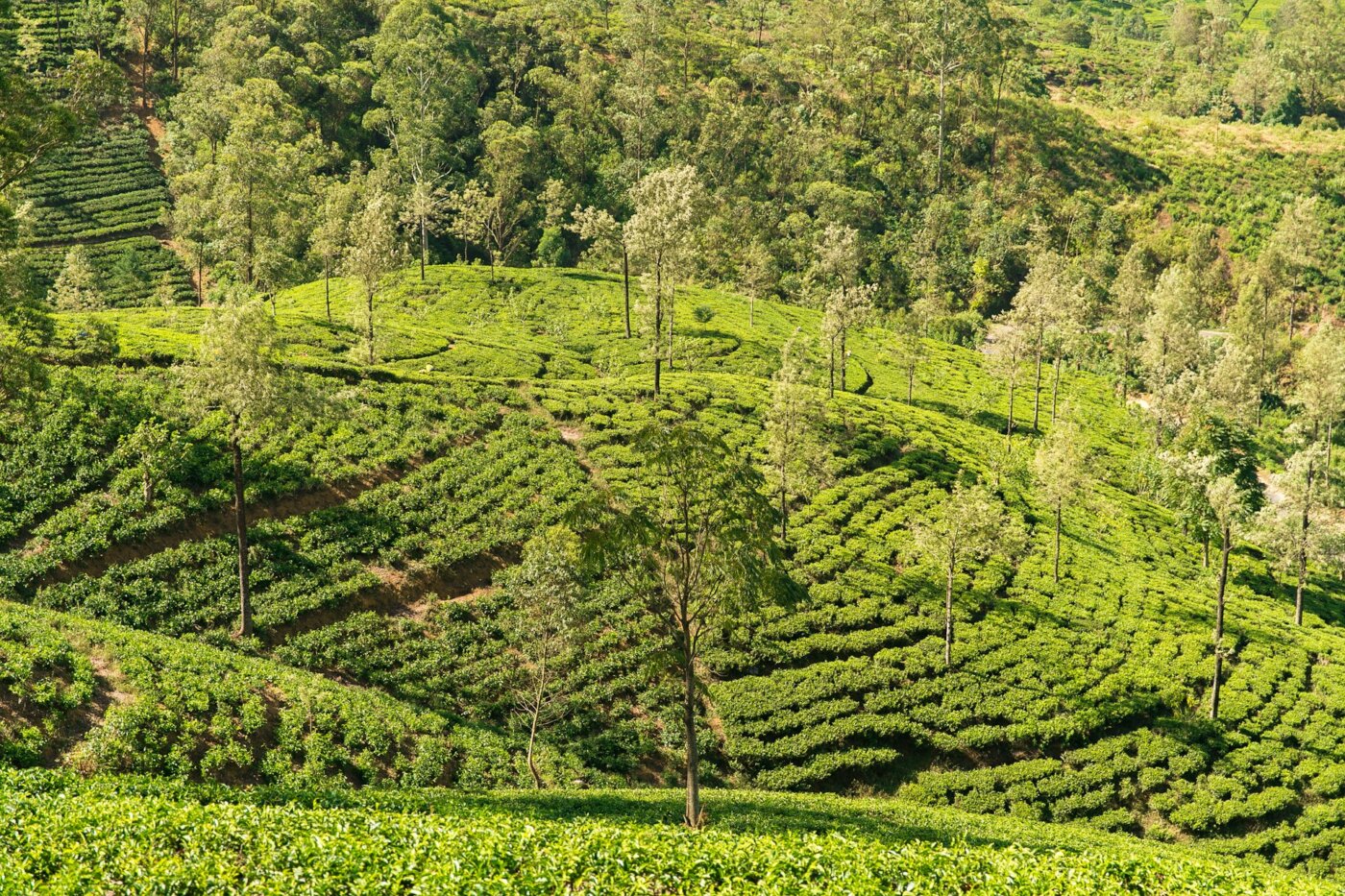 Java Kalibaru Clove plantation