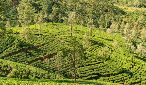 Java Kalibaru Clove plantation