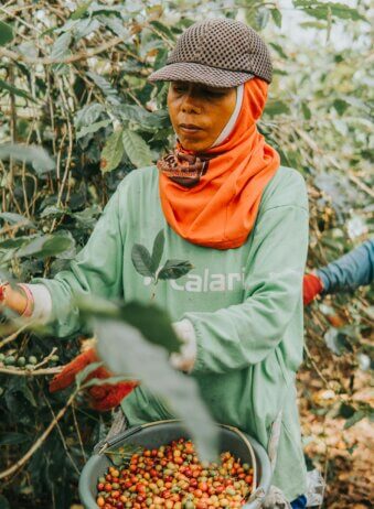 Java Kalibaru Coffee plantation