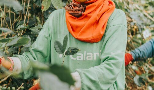 Java Kalibaru Coffee plantation