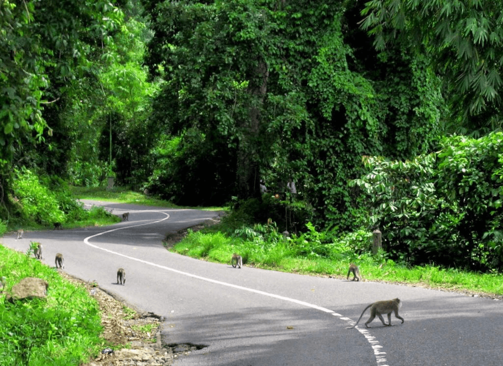 Lombok Pusuk Jungle