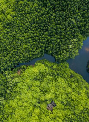 Nusa Lembongan Mangrove 2