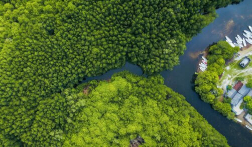 Nusa Lembongan Mangrove 2