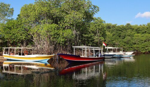 Nusa Lembongan Mangrove 3