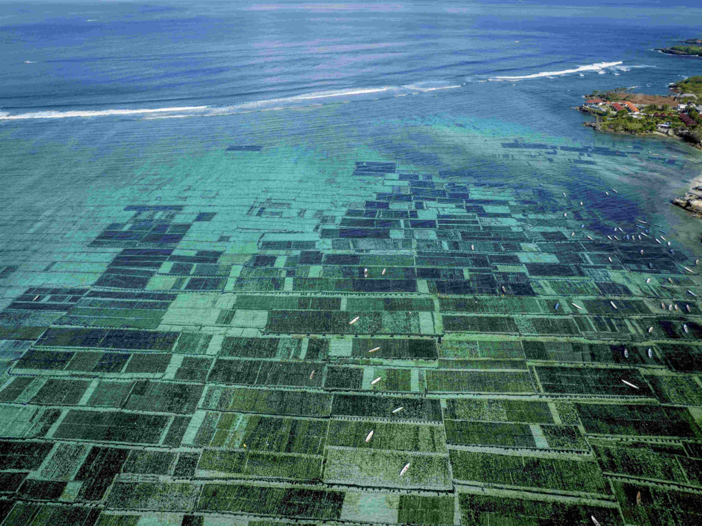 Nusa lembongan Culture Algues