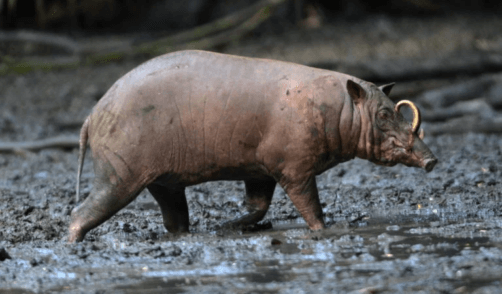 Sulawesi Animal Babirussa