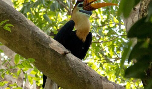 Sulawesi Animal Calao