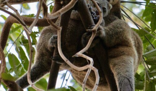 Sulawesi Animal Paresseux