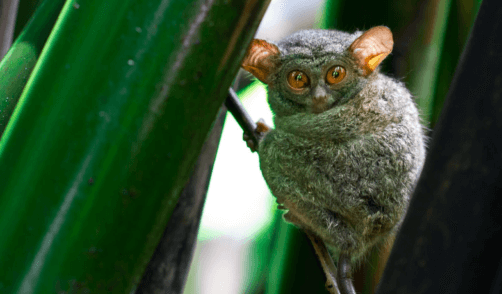 Sulawesi Animal tarsier