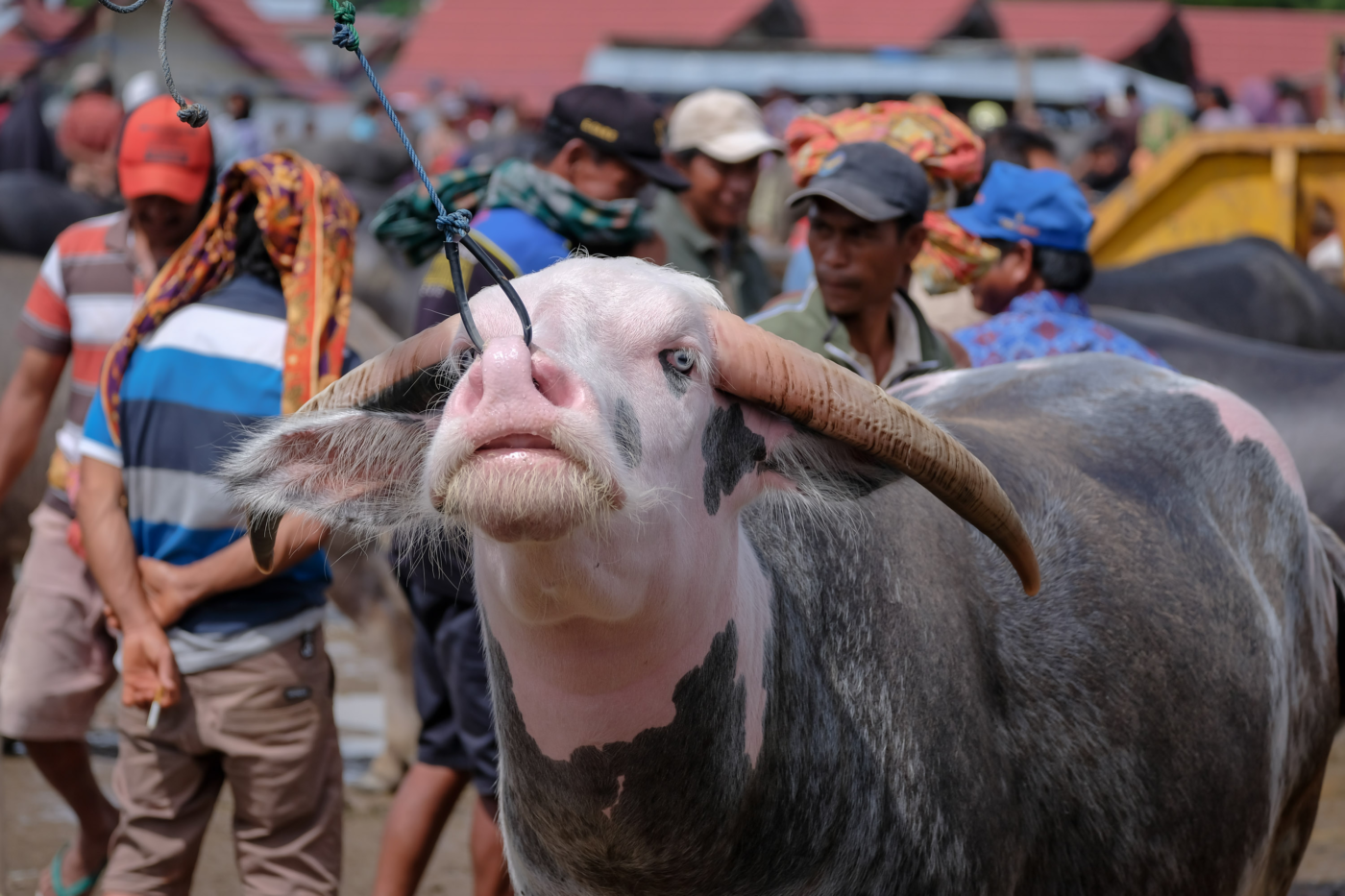 Sulawesi RantepaoToraja Local Market