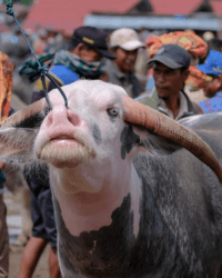 Sulawesi RantepaoToraja Local Market