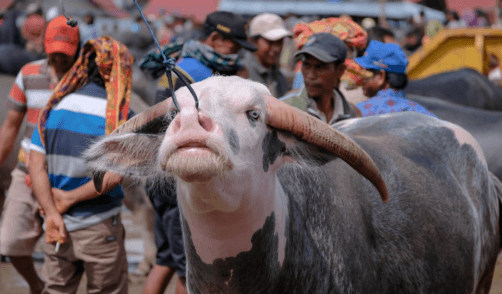 Sulawesi RantepaoToraja Local Market