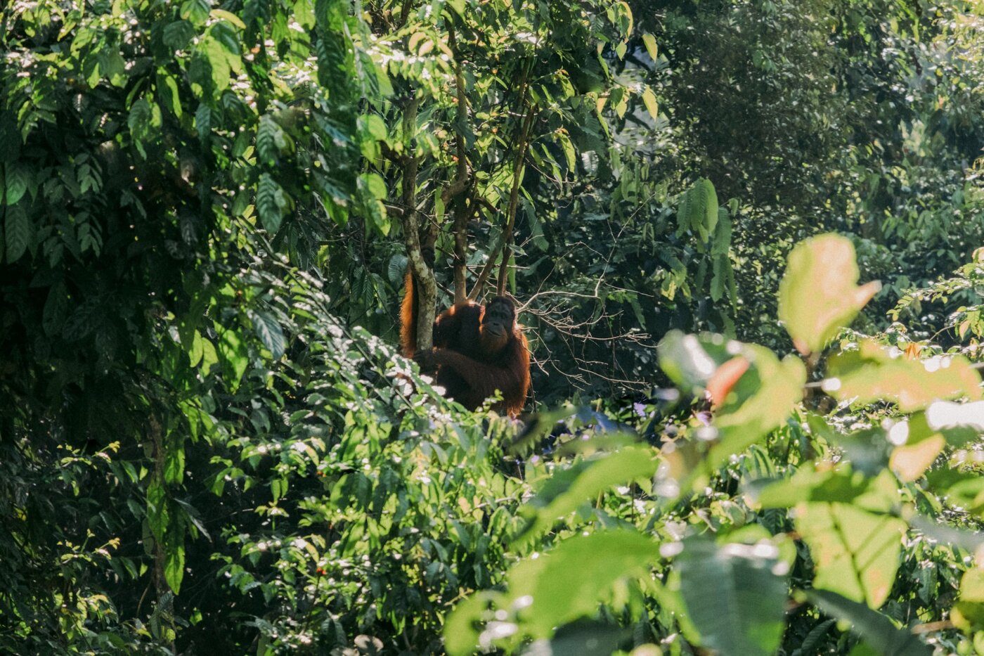 Sumatra Bukit Lawang 1