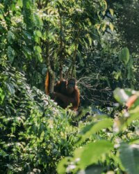 Sumatra Bukit Lawang 1