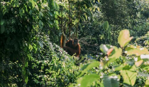 Sumatra Bukit Lawang 1