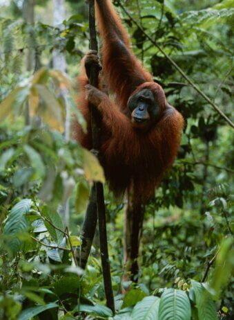 Sumatra Bukit Lawang 2