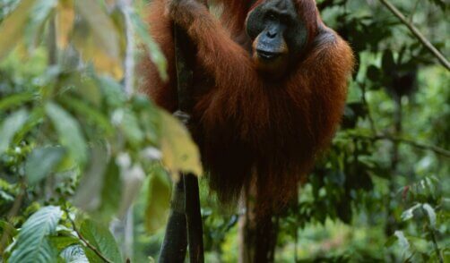 Sumatra Bukit Lawang 2