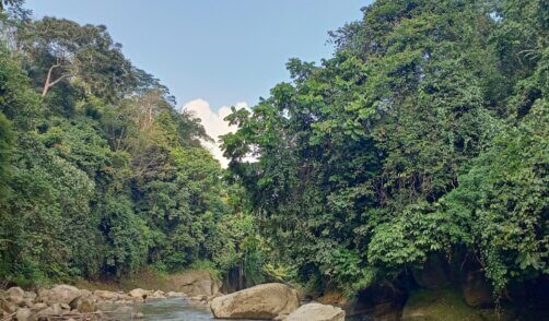 Sumatra Jungle Bukit Lawang 3