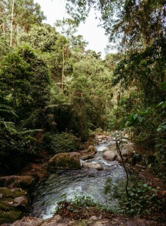 Sumatra Jungle Lawang 2