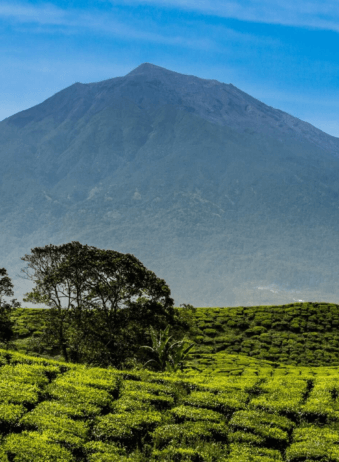 Sumatra National Park Kerinci