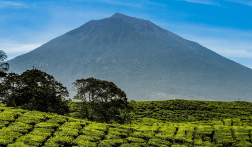 Sumatra National Park Kerinci