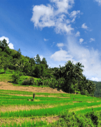 Sumatra Solok Rice Field