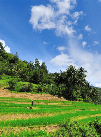 Sumatra Solok Rice Field
