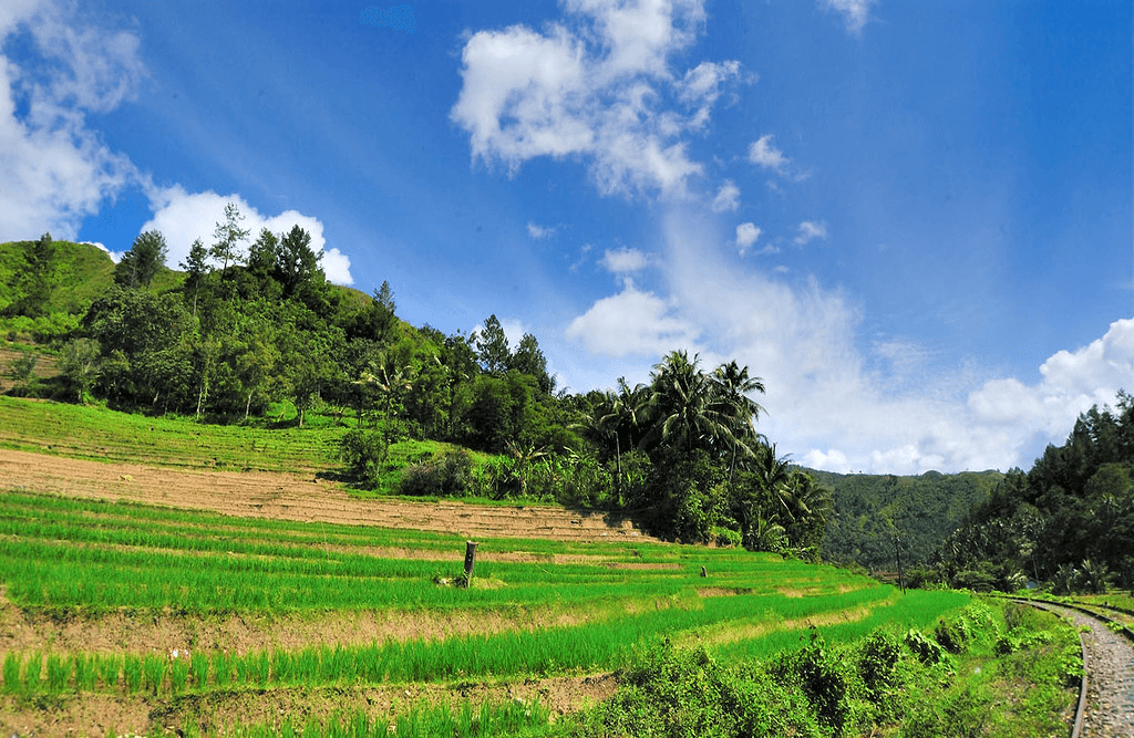 Sumatra Solok Rice Field