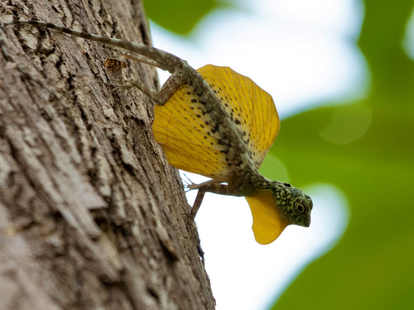 Sulawesi Tangkoko Parc