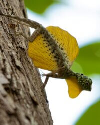 Sulawesi Tangkoko Parc