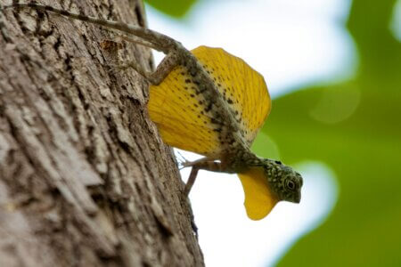 Sulawesi Tangkoko Parc