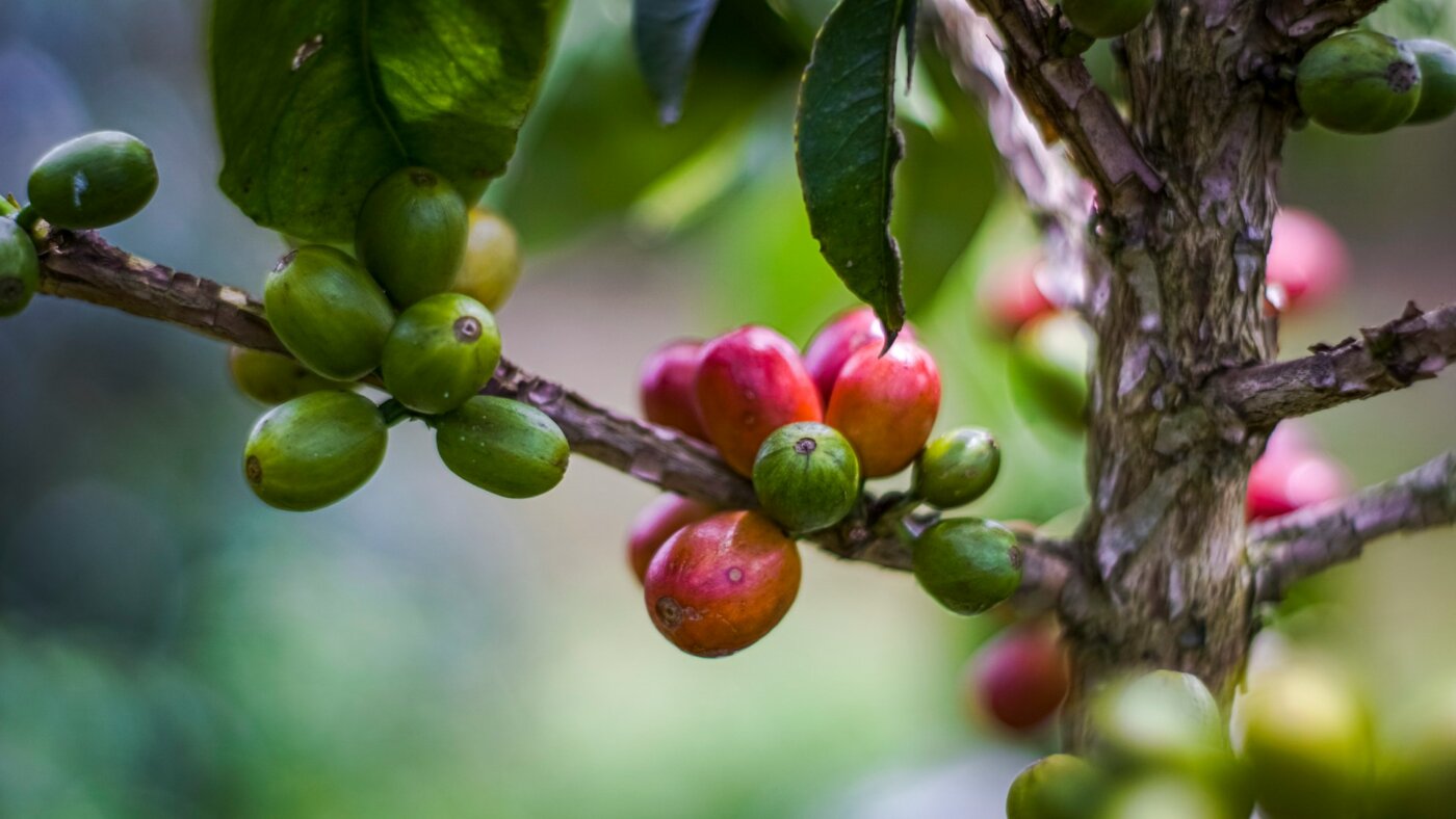 Indonesia coffee 4