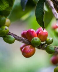 Indonesia coffee 4
