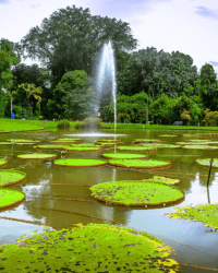 Java Bogor Botanic Garden