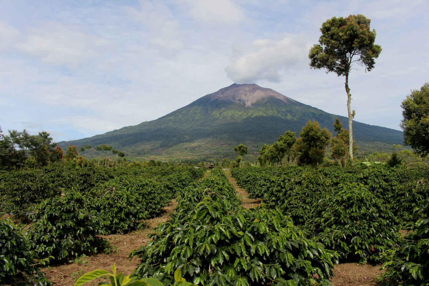 Java Sempol Ijen Coffee 1