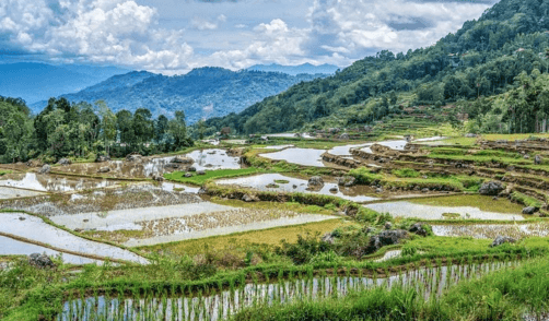 Sulawesi Rantepao Tallunglipi Village 2