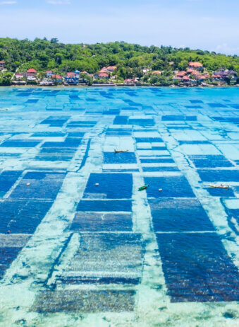 Aerial view shot of Nusa lembongan seaweed farming in Bali, Indonesia