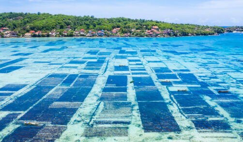Aerial  view shot of Nusa lembongan seaweed farming in Bali, Indonesia