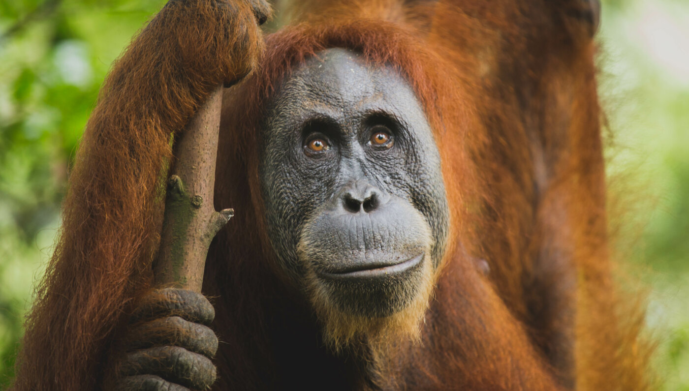 Portrait d’orang outan