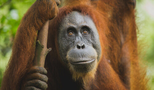 Portrait d'orang outan