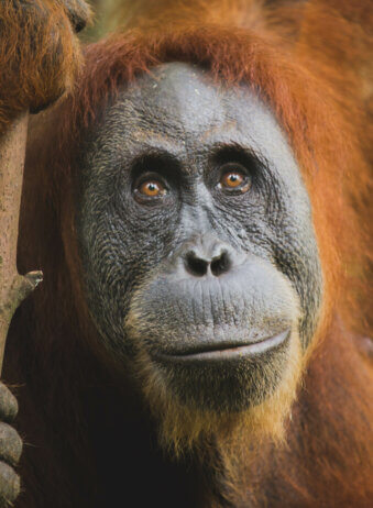 Portrait d'orang outan