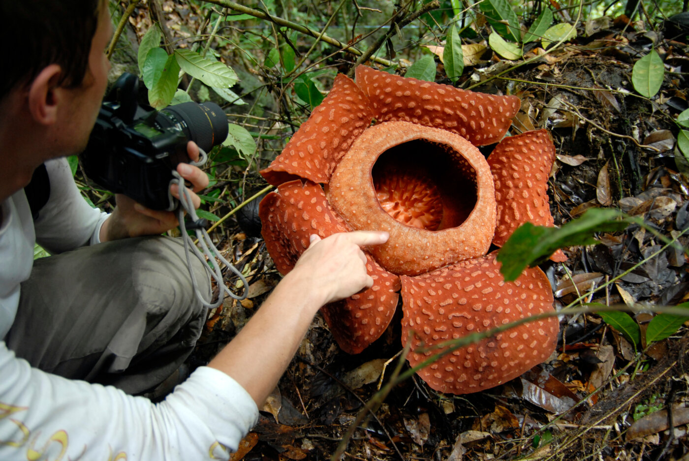 raflesia