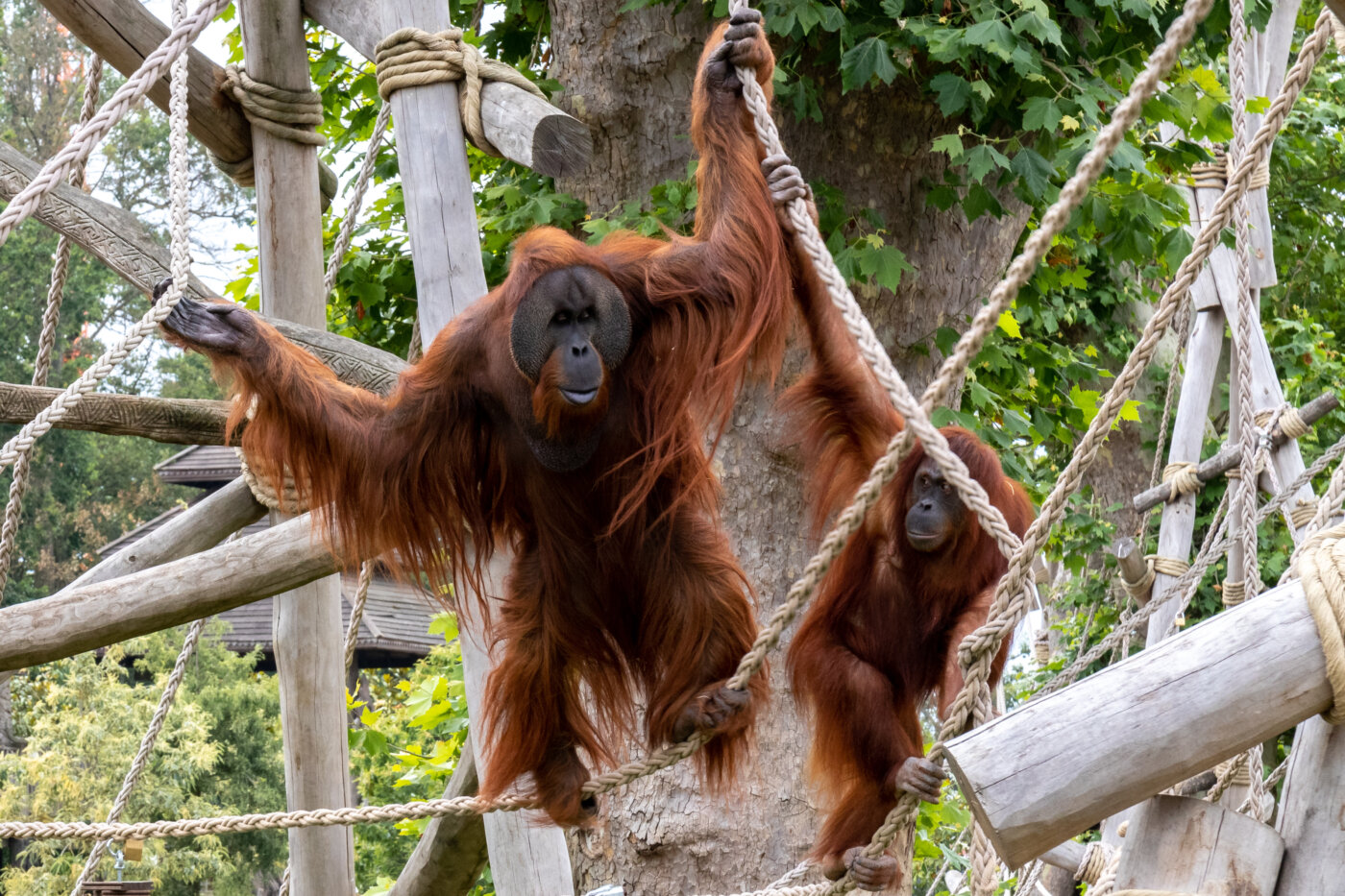 Singe