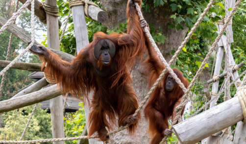 Singe