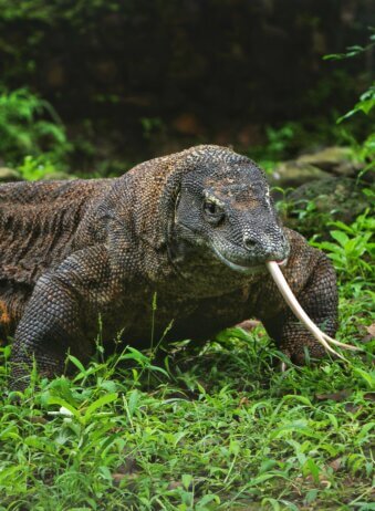 a komodo dragon wandering in the bush