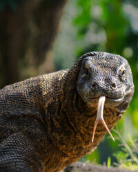 The Komodo dragon (Varanus komodoensis), also known as the Komodo monitor, is a large reptile of the monitor lizard family Varanidae that is endemic to the Indonesian islands of Komodo.